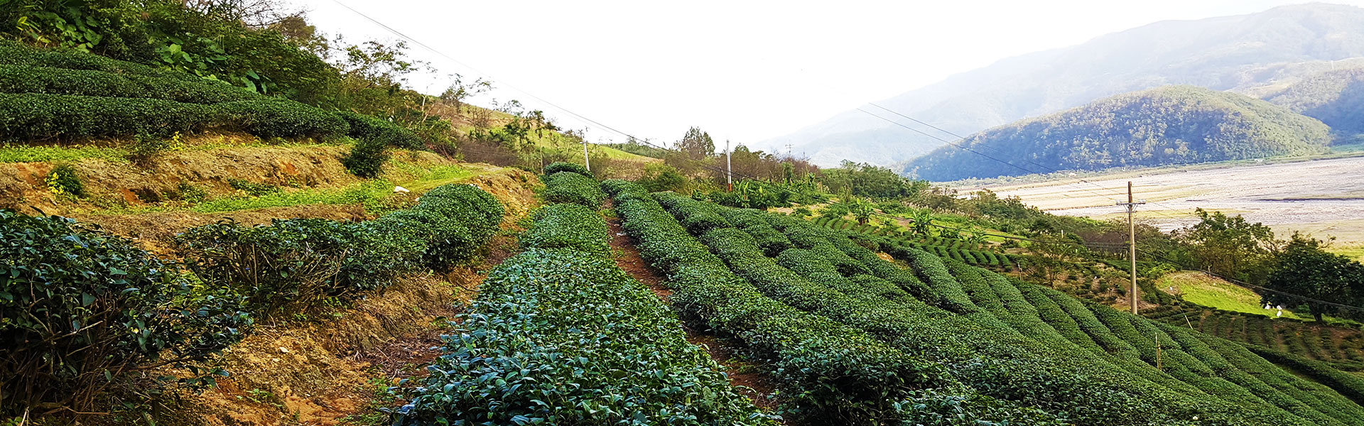 玉露茶園