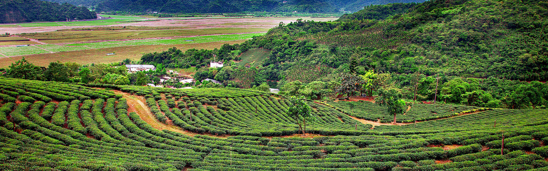 茶園美景