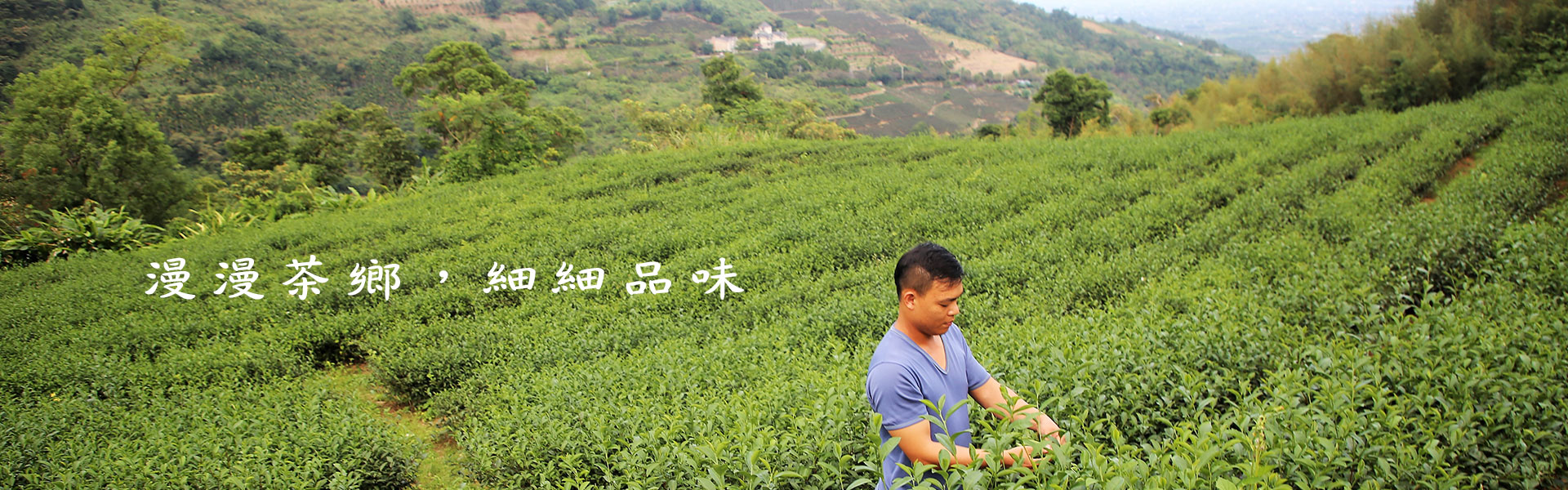 體驗茶鄉