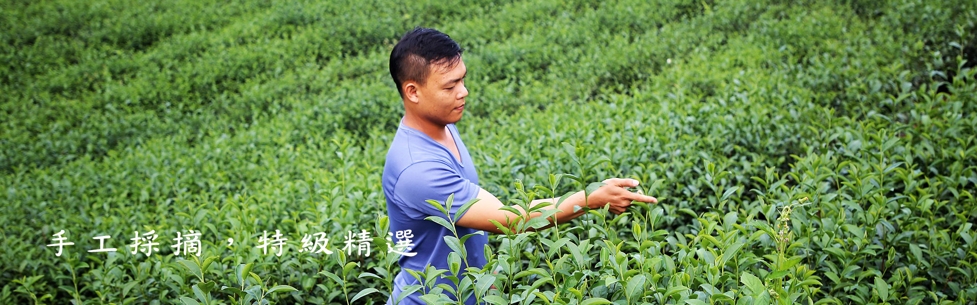 特選手採茶