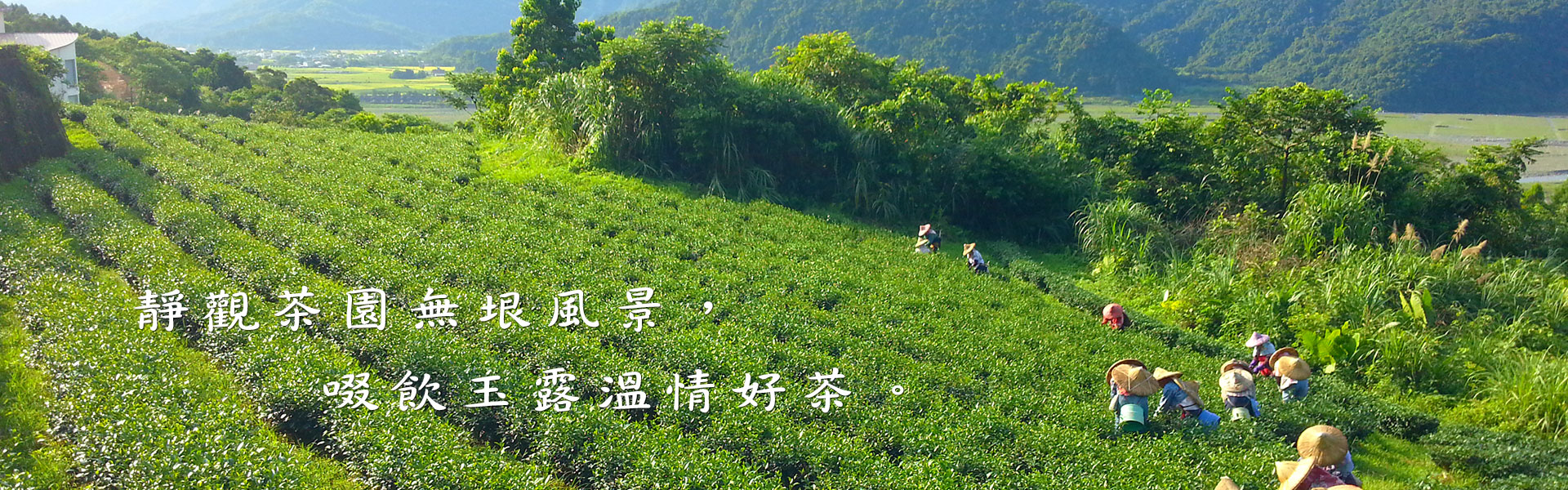 玉露茶園