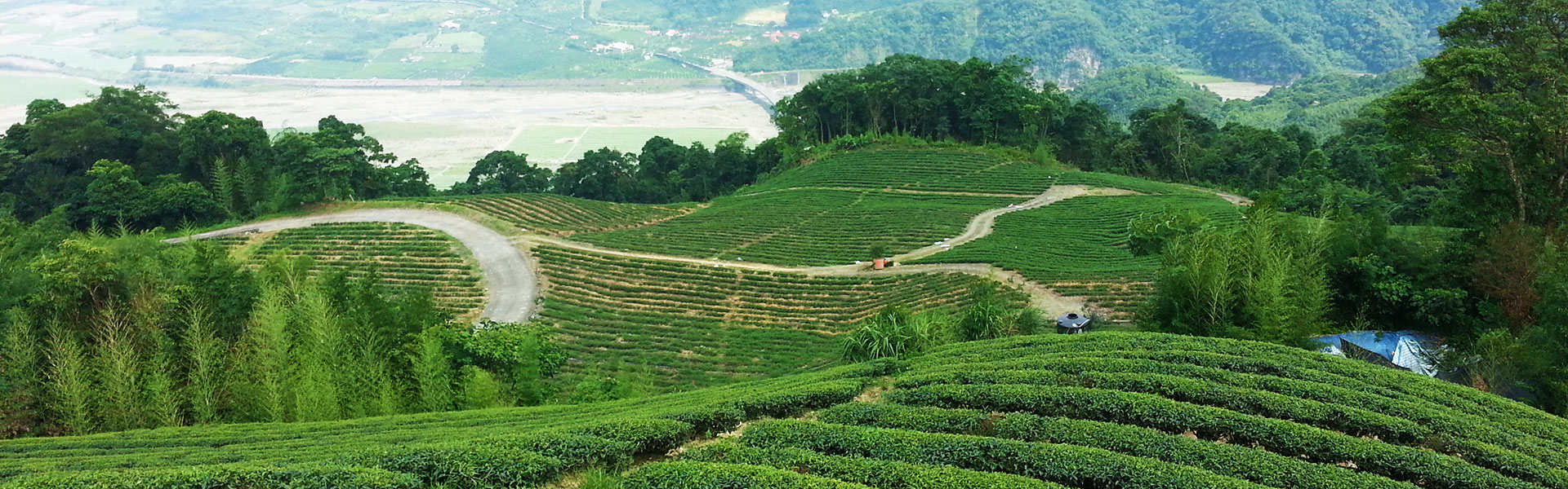 眺望玉露茶園美景